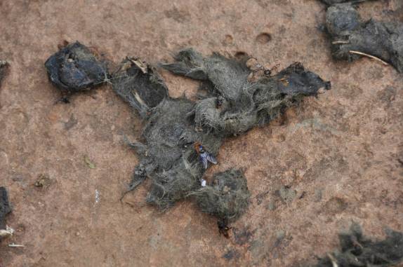 Pelos e ossos, tudo o que sobrou da última vítima de uma onça pintada no Parque do Turvo, onde está o Salto Yucumá, na fronteira do rio Grande do Sul com a Argentina